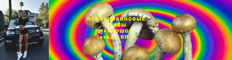 Галлюциногенные грибы Psilocybe Гремячинск